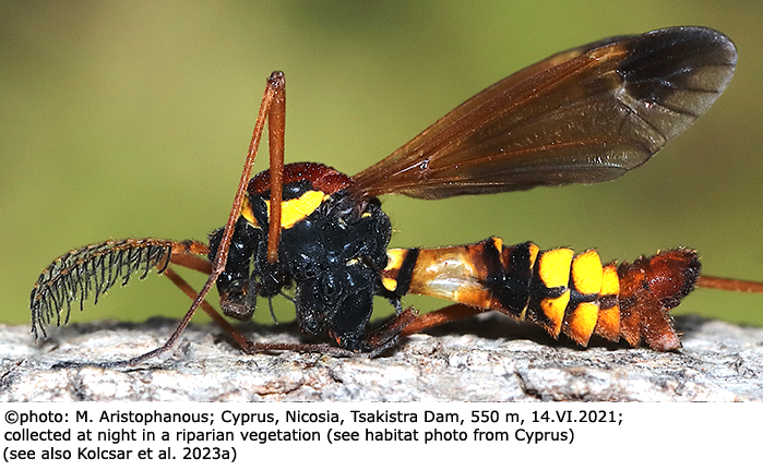 habitus - male