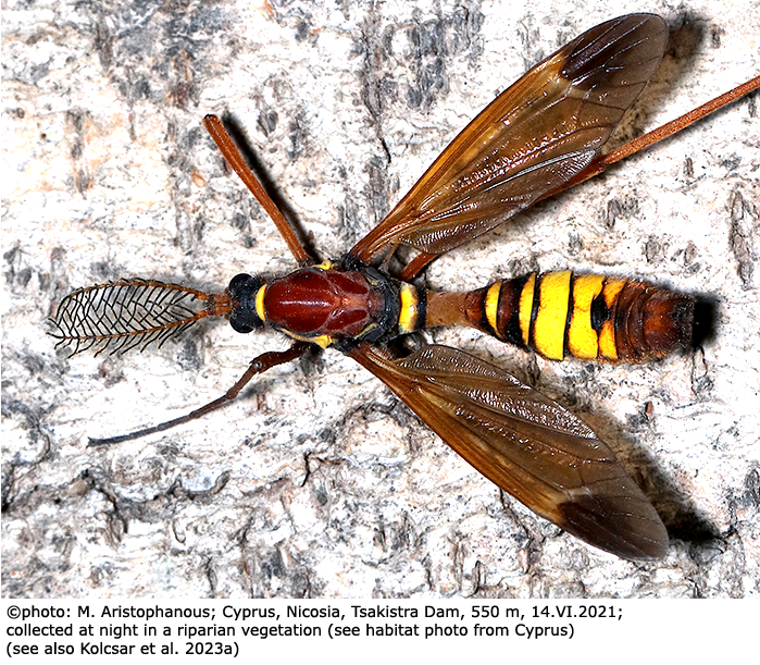 habitus - male