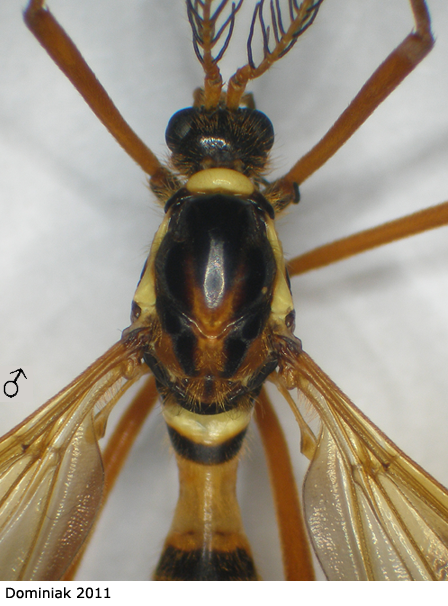 body part(s) - head and thorax