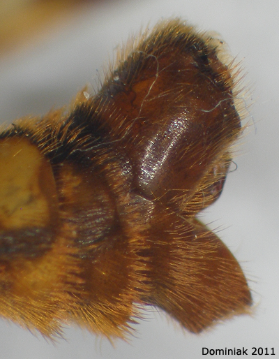 hypopygium