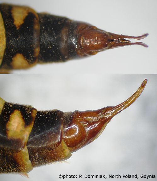 ovipositor