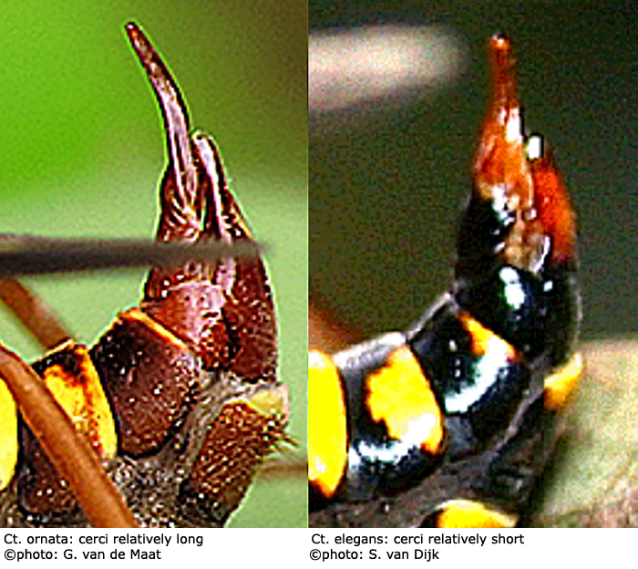 ovipositor