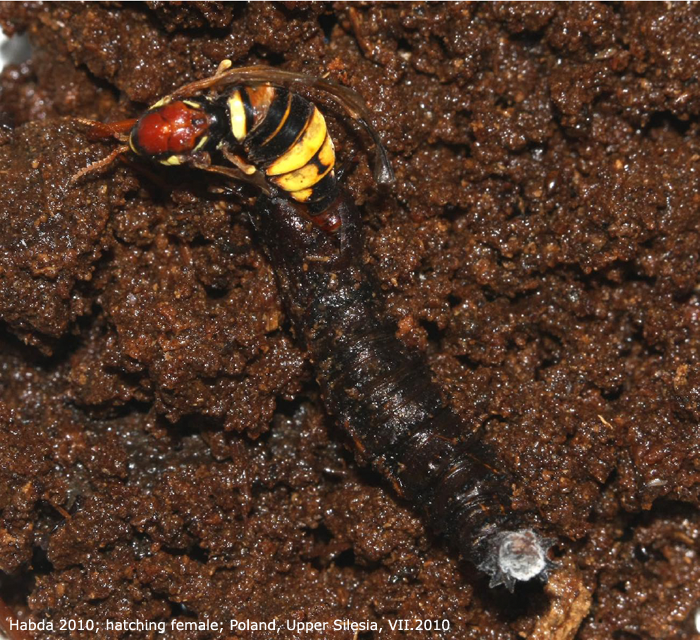 pupa