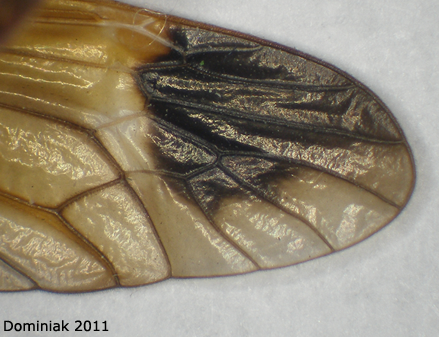 wing