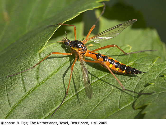 habitus - female