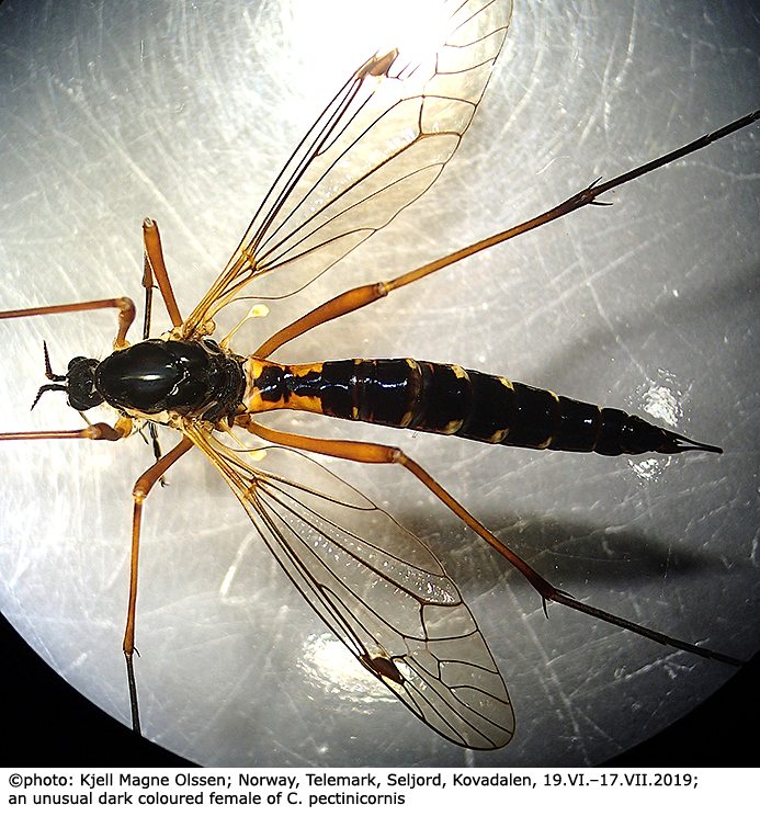 habitus - female