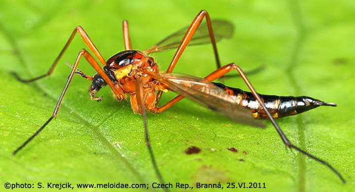 habitus - female