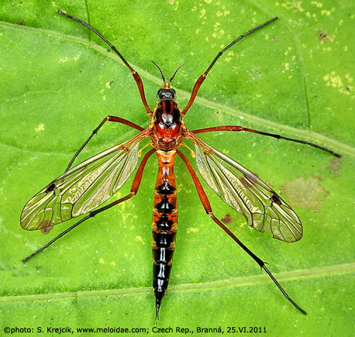 habitus - female