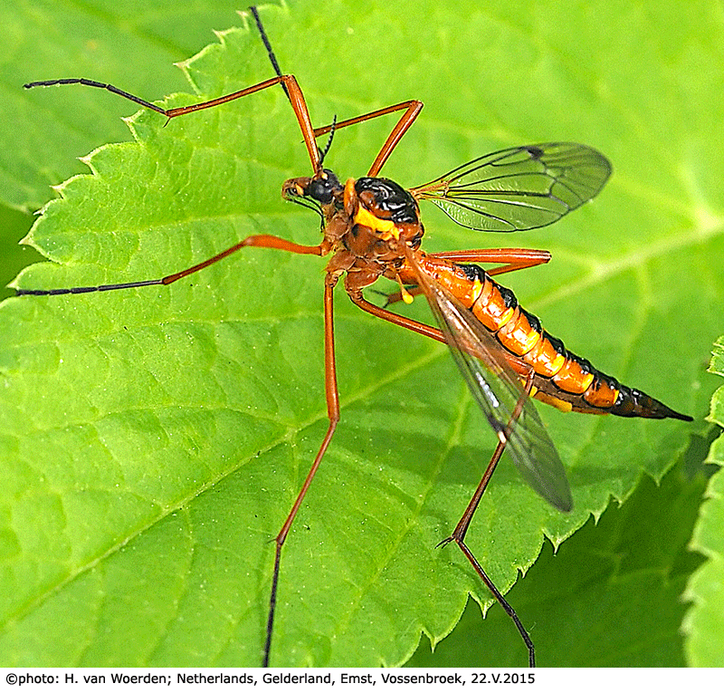 habitus - female