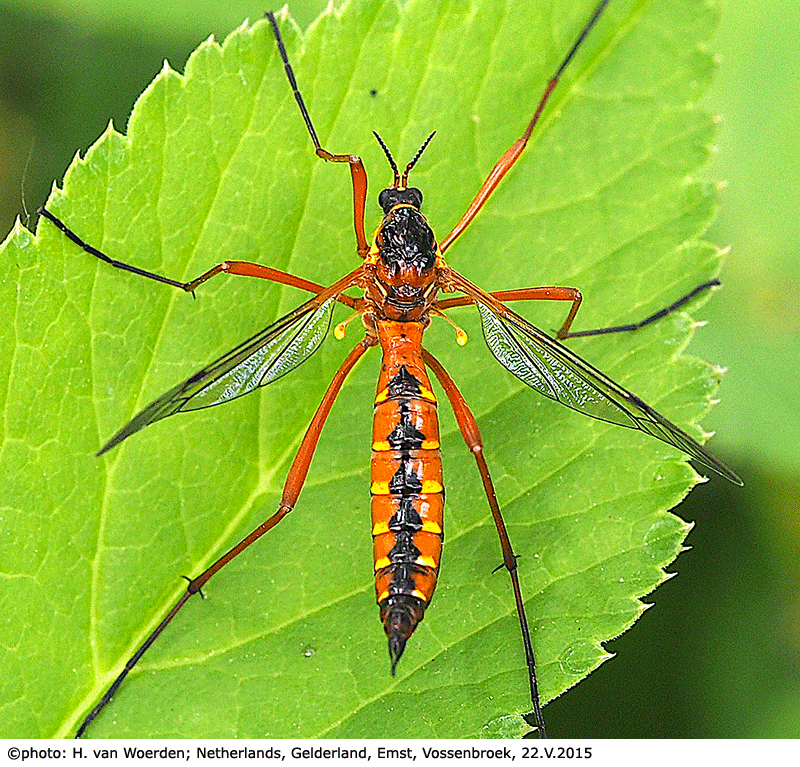 habitus - female