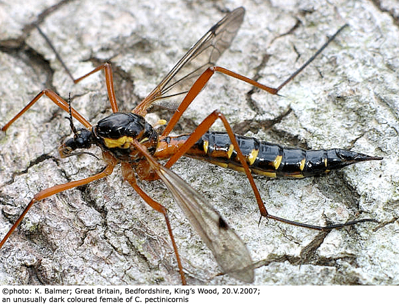 habitus - female
