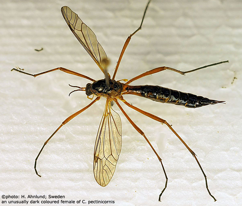 habitus - female