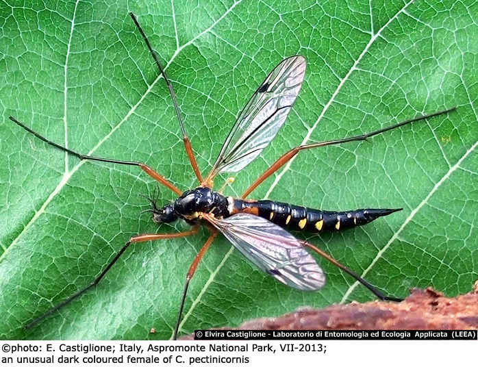 habitus - female
