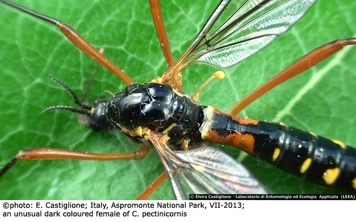 habitus - female