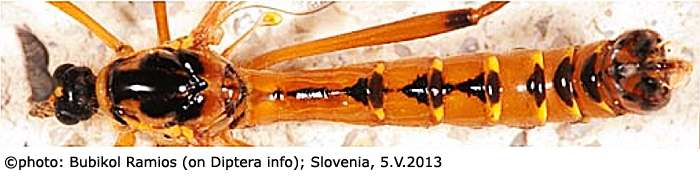 habitus - male