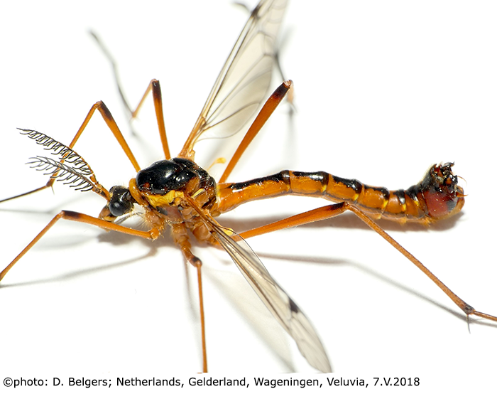 habitus - male