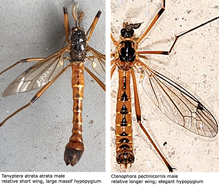 habitus - male