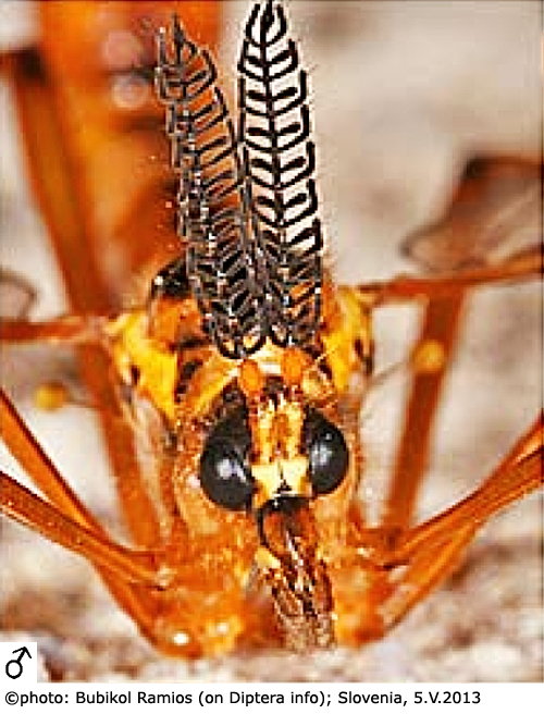 body part(s) - head and antenna
