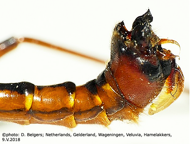 hypopygium