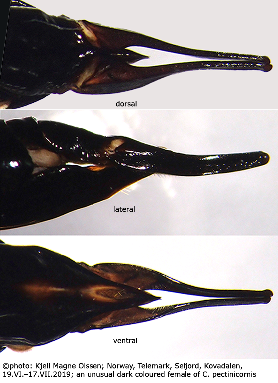 ovipositor