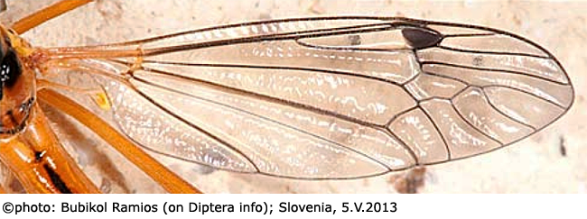 wing