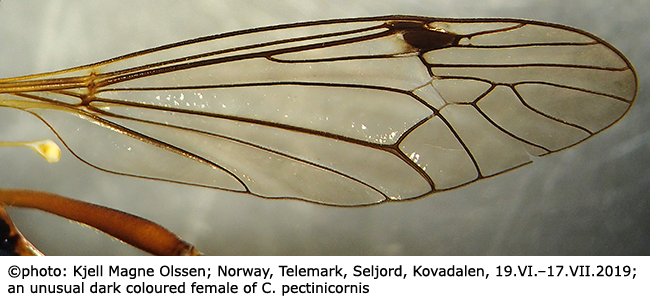 wing