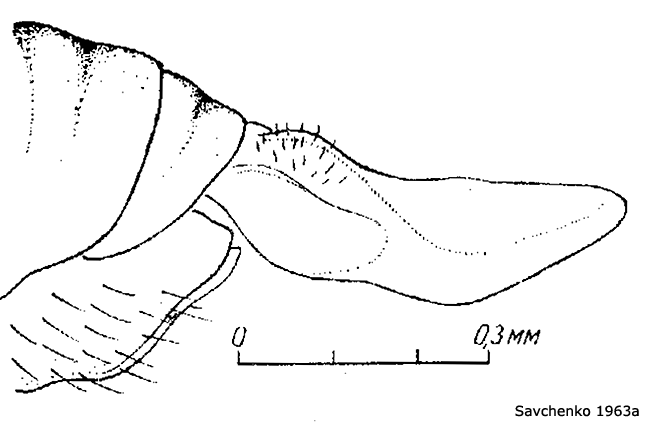 ovipositor