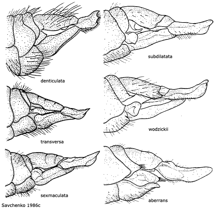 ovipositor