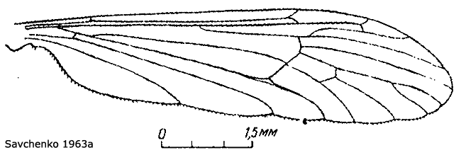wing