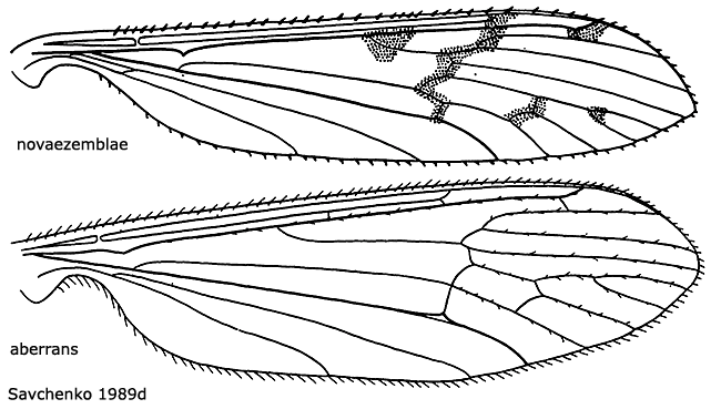 wing