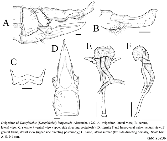 ovipositor