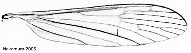 wing