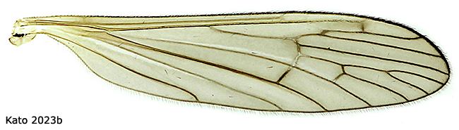 wing