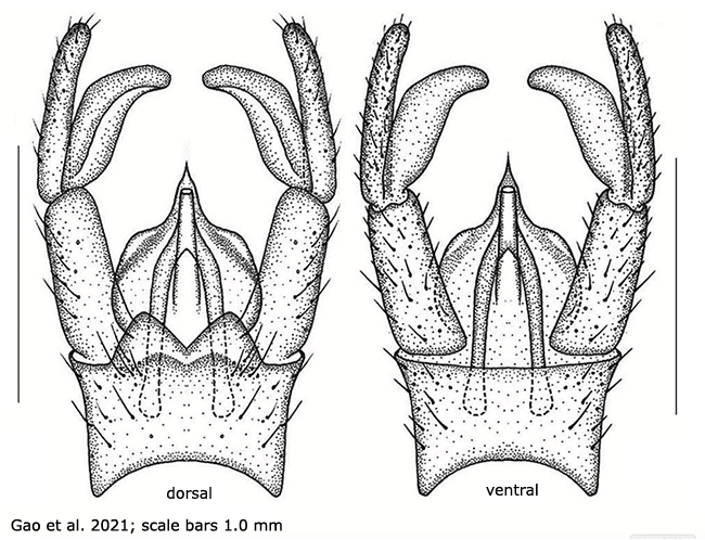 hypopygium