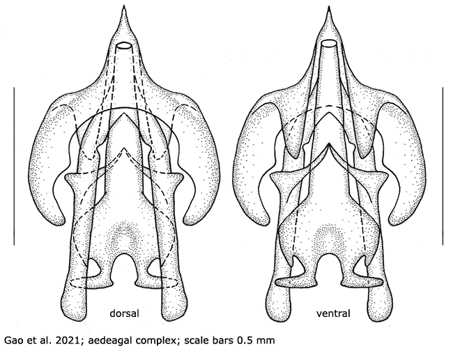hypopygium