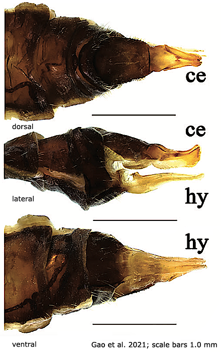 ovipositor