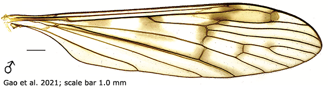 wing