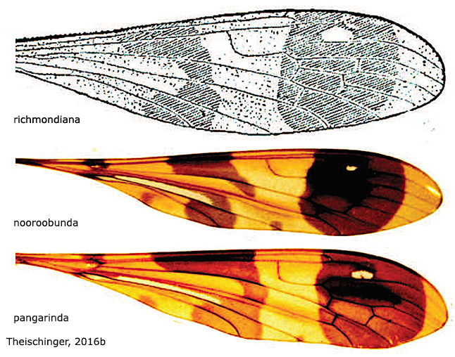 wing