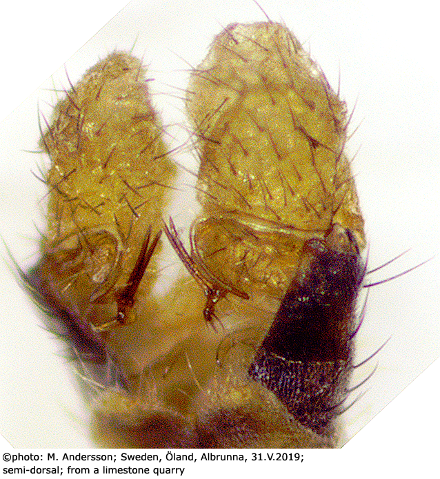 hypopygium