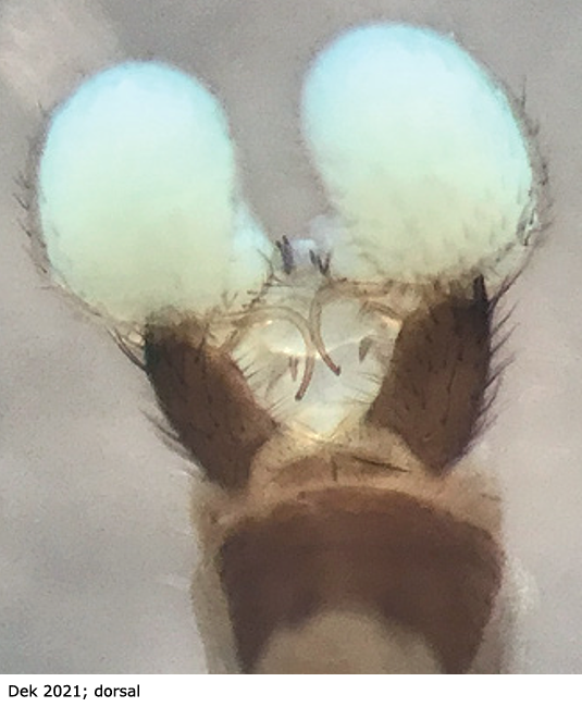 hypopygium
