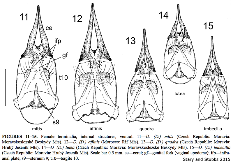 ovipositor