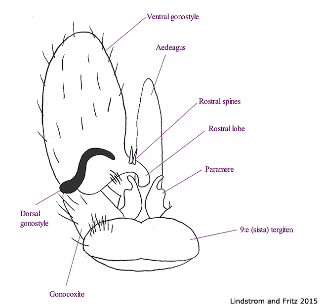 hypopygium