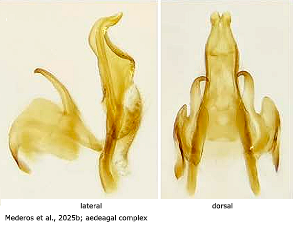 hypopygium