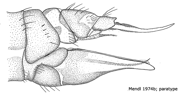 ovipositor