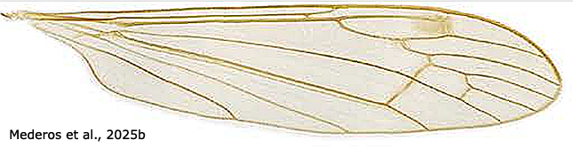 wing