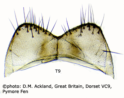 hypopygium