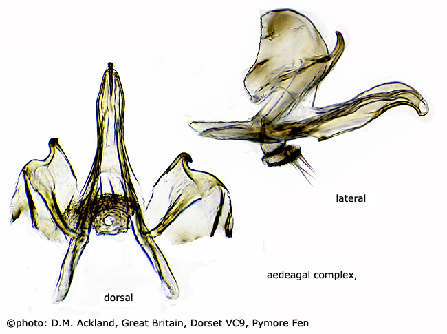 hypopygium