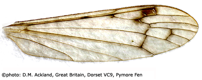 wing