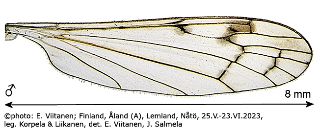 wing