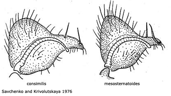 hypopygium